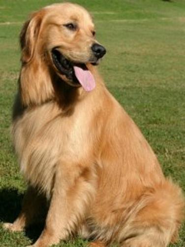 rex Erkek Golden Retriever